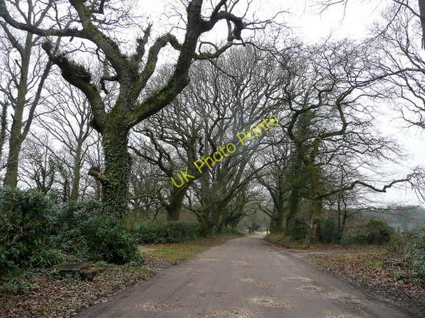 Photo 6"x4" Oak-lined lane Binnegar c2010
