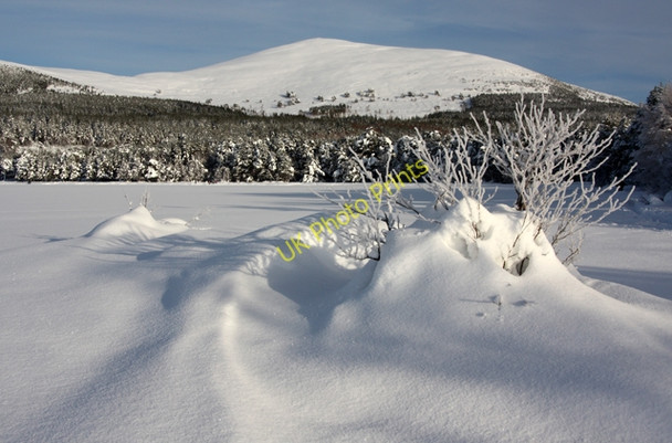Photo 6"x4" Frozen Loch Morlich Reindeer Ho c2010