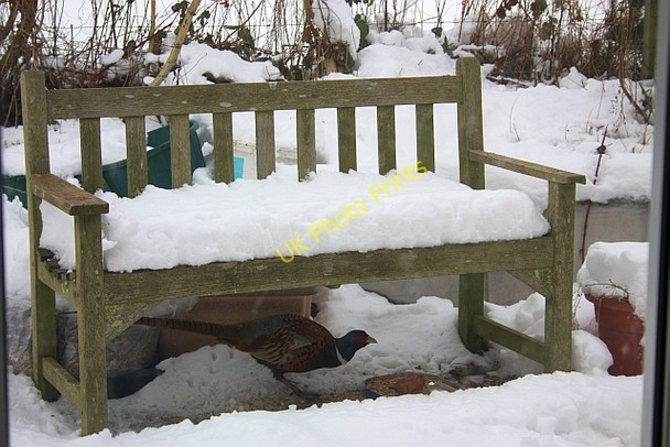 Photo 6"x4" Pheasant feeding in a garden Upper Welland c2010