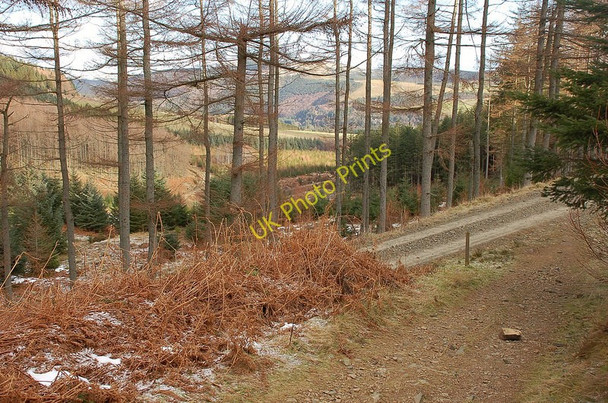 Photo 6"x4" Southern Upland Way in Yair Forest Yair c2010