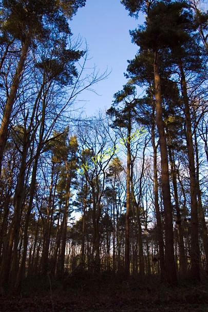 Photo 6"x4" Low Wood, Tibthorpe Tibthorpe c2010