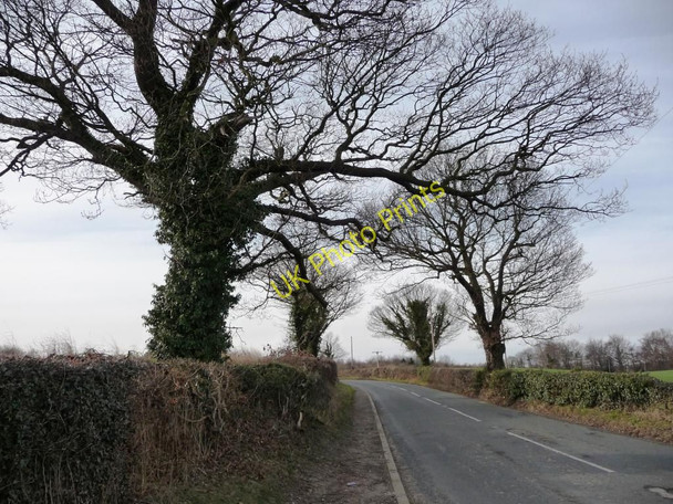 Photo 6"x4" Winter trees with ivy, on Bretton Lane Calder Grove c2010