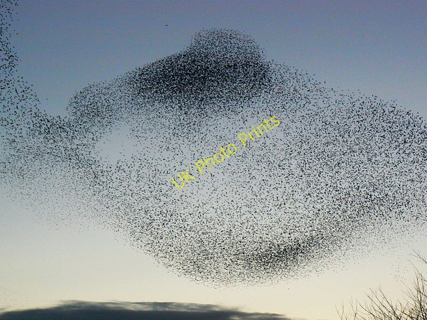 Photo 6"x4" Starlings over Barnfield, Swindon (8) Even Swindon c2010