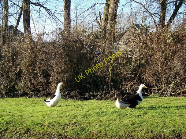 Photo 6"x4" Ducks, Upper Inglesham Upper Inglesham c2010