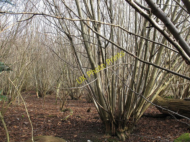 Photo 6"x4" Coppicing in Downs View Wood Langley Vale c2010