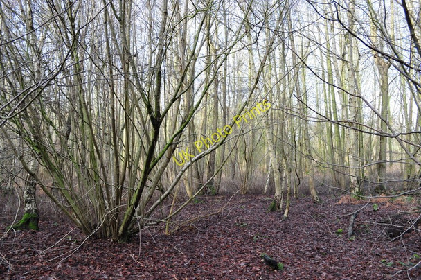 Photo 6"x4" Alder Carr Sisland c2010