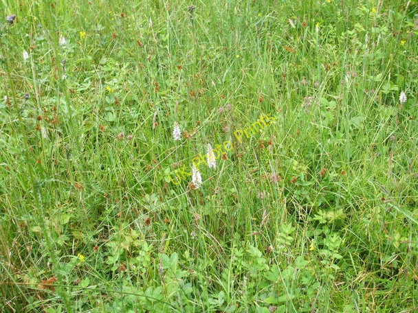Photo 6"x4" Wild flower carpet at Foxley Themelthorpe c2008