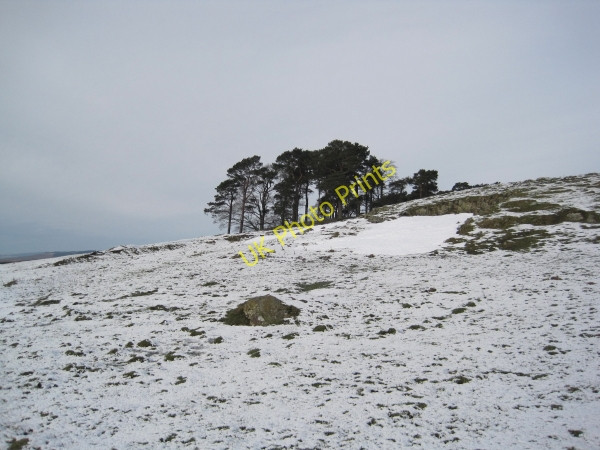 Photo 6"x4" Copse near Pennine Way Bellingham\/NY8383 c2010