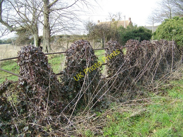 Photo 6"x4" Fence, Anderson Winterborne Tomson c2010
