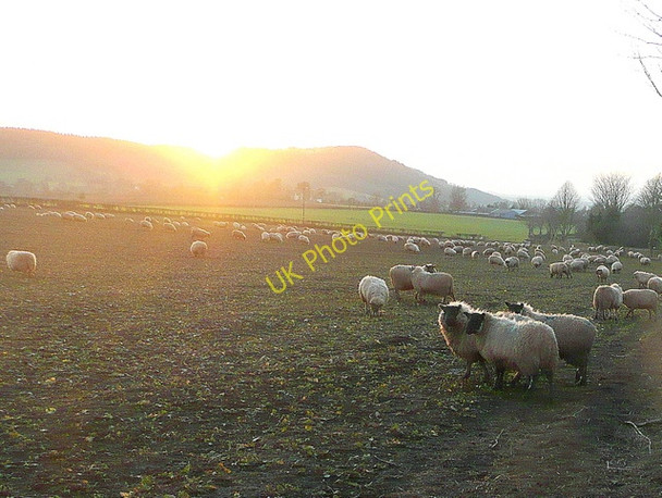 Photo 6"x4" Winter forage Bromsash c2010