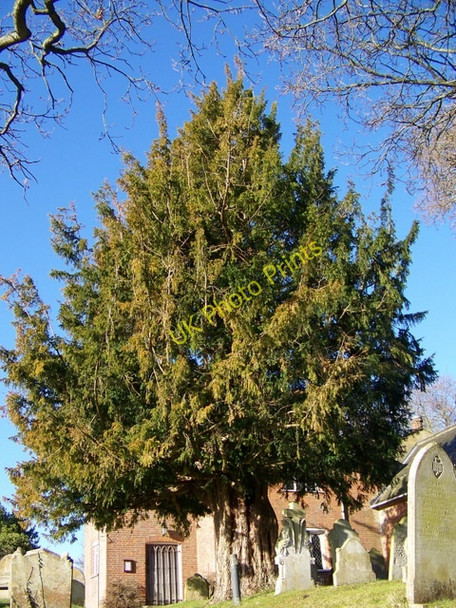 Photo 6"x4" Yew tree, St Peter's Church Bramshaw c2010