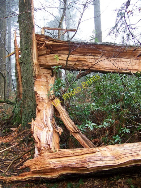 Photo 6"x4" Poor broken tree, Heaven's Gate Hitcombe Bottom c2010