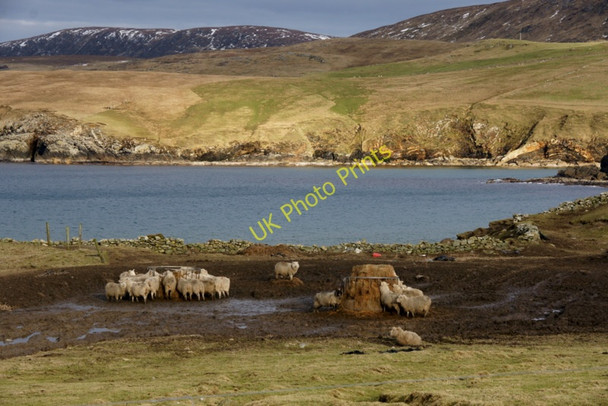 Photo 6"x4" Sheep at Lund Underhoull c2010