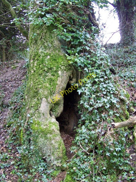 Photo 6"x4" Hollow tree at Wood House Hanging Woodminton c2010