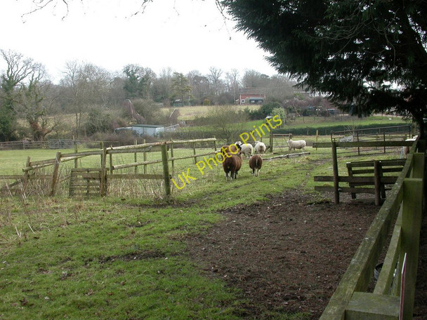 Photo 6"x4" Battramsley, sheep Battramsley c2010