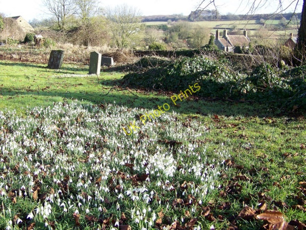 Photo 6"x4" Snowdrops, Churchyard of St Peter and St Paul Charlton Horethorne c2010