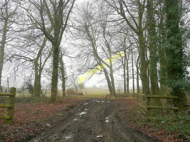 Photo 6"x4" Beech woodland Temple Guiting c2010