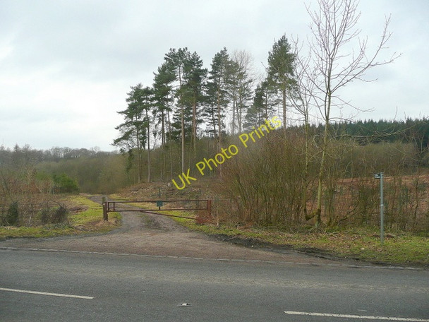 Photo 6"x4" Stand of pines Allaston c2010