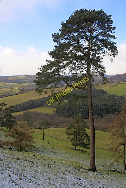 Photo 6"x4" Scots Pine, Lower Bilsdale Hawnby c2010