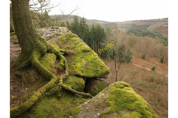 Photo 6"x4" Tree on Near Hearkening Rock Hillersland c2010