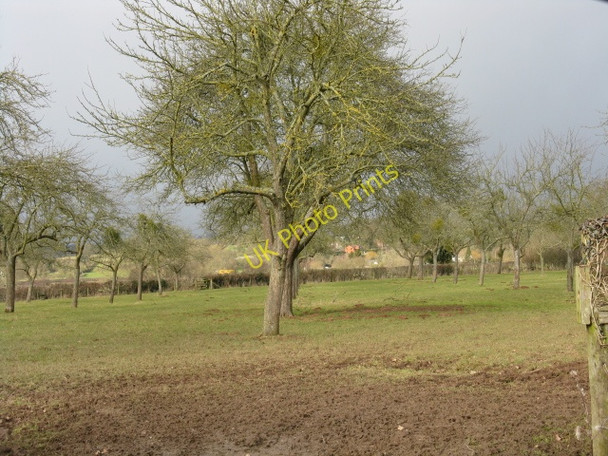 Photo 6"x4" A Teme Valley Orchard Little Hereford c2010
