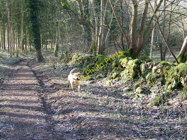 Photo 6"x4" Woodland track, Rough Lawn Newtown\/ST9129 c2010