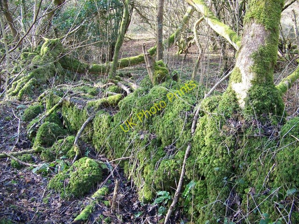 Photo 6"x4" Wall, Rough Lawn Newtown\/ST9129 c2010