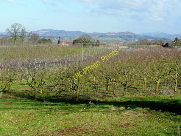 Photo 6"x4" Castle Fruit Farm Hillend Green c2010