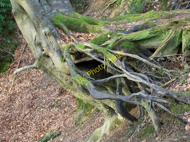 Photo 6"x4" Tree roots near Old Wardour Castle Ansty\/ST9526 c2010