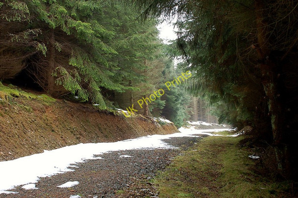 Photo 6"x4" Forest road on Tower Rig, Glentress Mailingsland c2010
