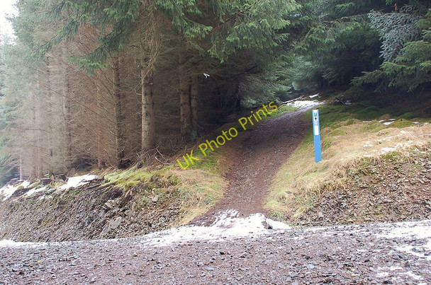 Photo 6"x4" Shared trail on Tower Rig, Glentress Mailingsland c2010