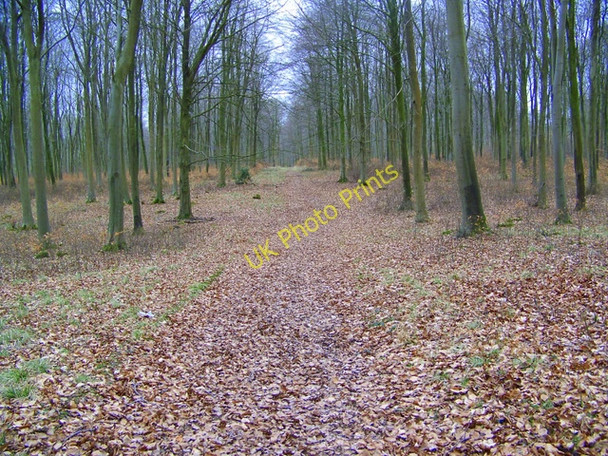 Photo 6"x4" Woodland path, Vernditch Chase Martin Drove End c2010