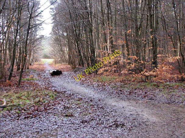 Photo 6"x4" Track in Big Wood, West Harling West Harling c2010