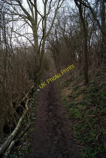 Photo 6"x4" Footpath at Great Canfield Park Hope End Green c2010 P1