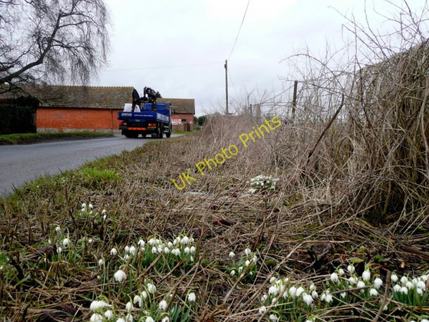 Photo 6"x4" Snowdrops by the roadside Great Shoddesden c2010