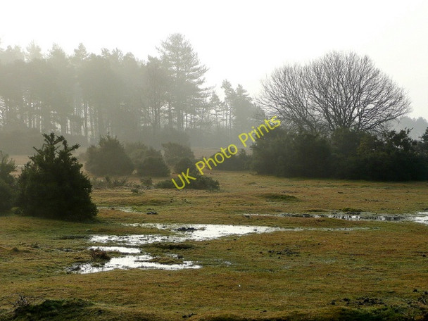 Photo 6"x4" Misty forest edge Fritham c2010