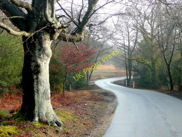 Photo 6"x4" Beech by the Bramshaw Road Bramshaw c2010