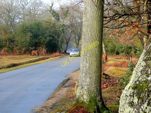 Photo 6"x4" New Forest scene Bramshaw c2010