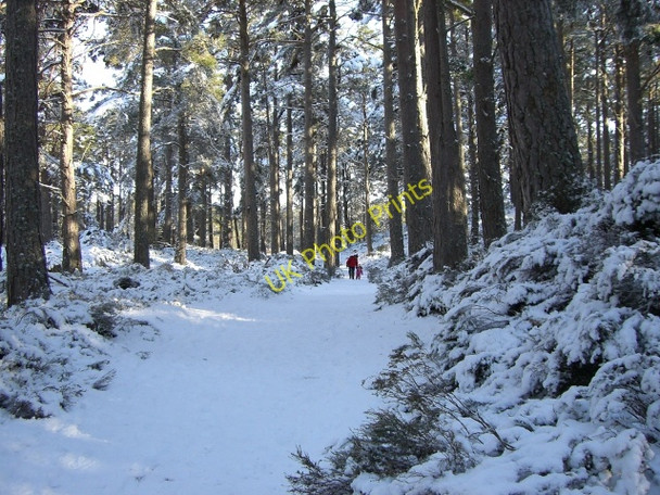 Photo 6"x4" Forest path, Loch an Eilein Doune\/NH8809 c2010