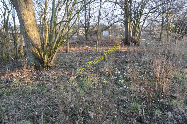 Photo 6"x4" Snowdrops at Mundham Churchyard Mundham c2010