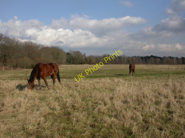 Photo 6"x4" Mount Pleasant, grazing horses Lymington c2010