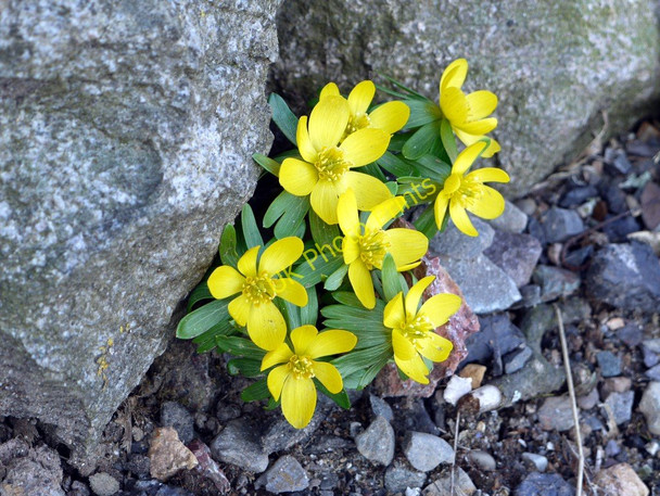 Photo 6"x4" Winter Aconite in Port Ling garden Barend\/NX8855 c2010