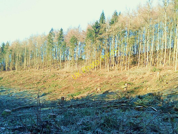 Photo 6"x4" Skell Bank Wood Aldfield c2010