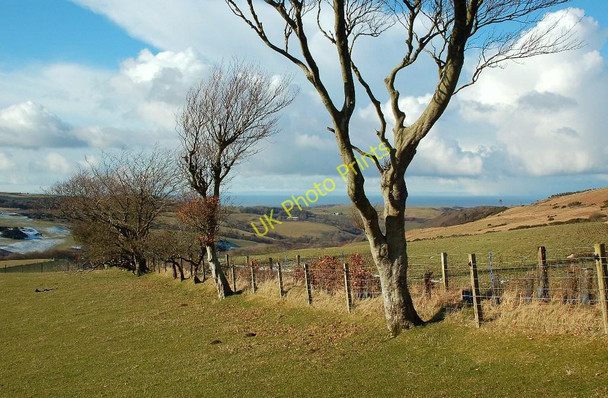 Photo 6"x4" Straggly Trees in Glen Tig Colmonell c2010