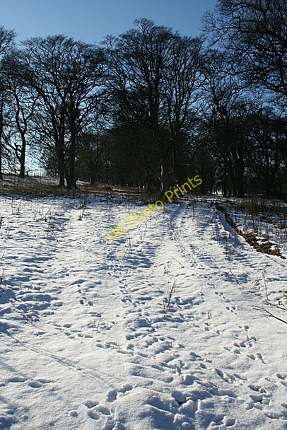 Photo 6"x4" Woods near Keam Duffus c2010