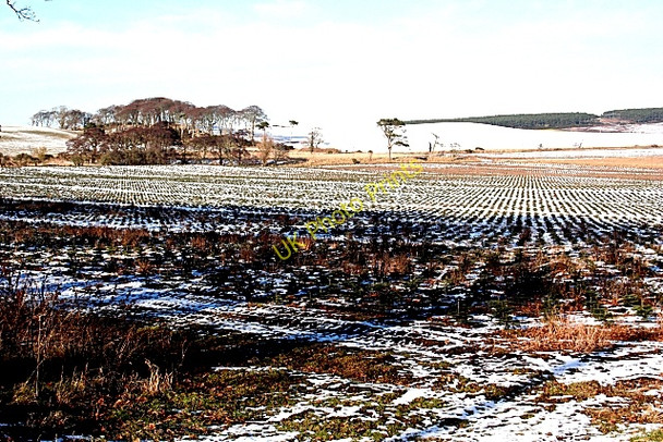 Photo 6"x4" Precision Planting Duffus c2010