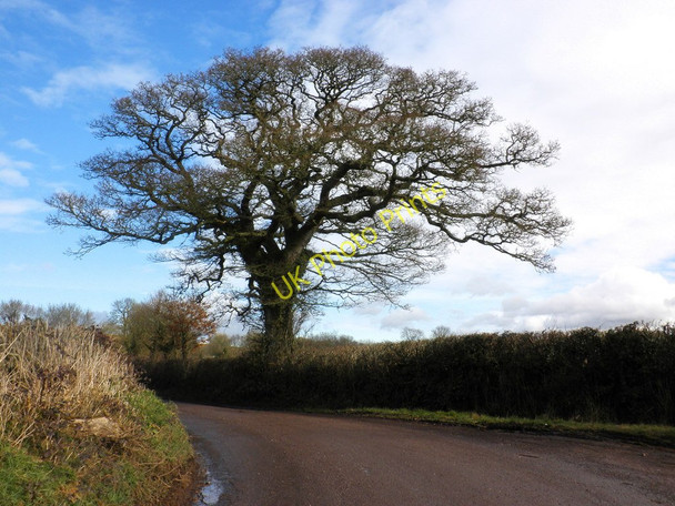 Photo 6"x4" Isolated oak tree, on the road between Penstone and Hele Beare\/SS9800 c2010