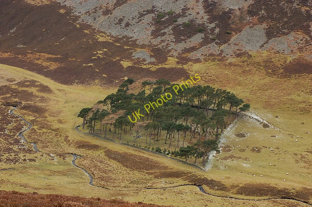 Photo 6"x4" A stand of pine trees by the Hundleshope Burn Hundleshope c2010