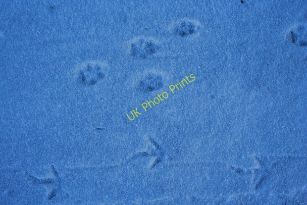 Photo 6"x4" Tracks in the Snow Brodiesord c2010