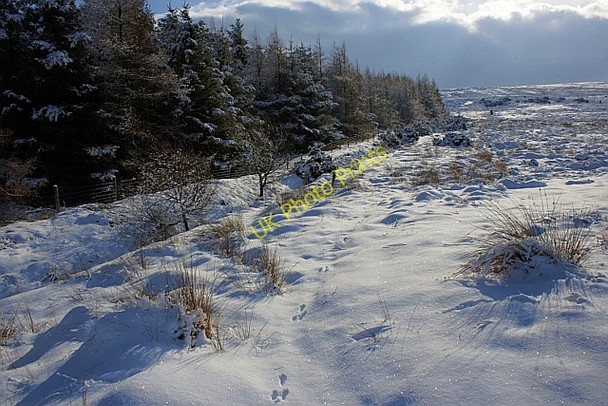 Photo 6"x4" Edge of Woods at Wiley Cat Beck Guisborough c2010